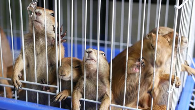 Unhappy cute prairie dog cub suffering, cage on market. Pets for sale. Depressed groundhog asking for food. Funny paws looking for help. Animals standing behind bars. Caged hog family with sad eyes