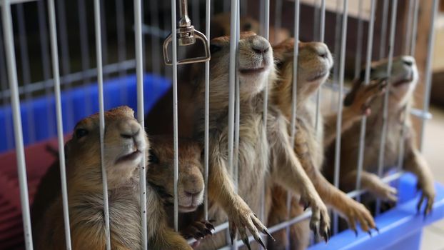 Unhappy cute prairie dog cub suffering, cage on market. Pets for sale. Depressed groundhog asking for food. Funny paws looking for help. Animals standing behind bars. Caged hog family with sad eyes