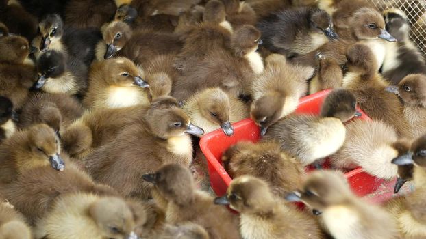 Many duck chicks in cage. From above fluffy duck chicks for sale being kept in overcrowded cage on Chatuchak Market in Bangkok, Thailand.