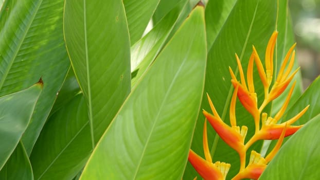 Blurred close up macro of colorful tropical flower in spring garden with tender petals among sunny lush foliage. Abstract natural exotic background with copy space. Floral blossom and leaves pattern.