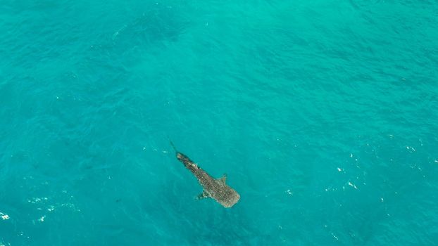 Whale shark in blue water in the open sea from above. Whale shark in the wild wildlife. Philippines,Oslob, Cebu.