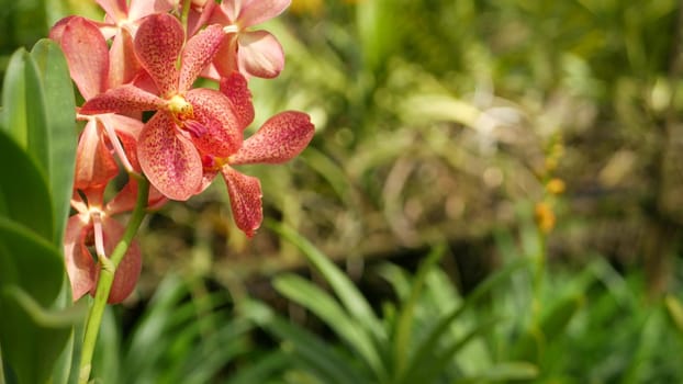 Blurred macro close up, colorful tropical orchid flower in spring garden, tender petals among sunny lush foliage. Abstract natural exotic background with copy space. Floral blossom and leaves pattern.