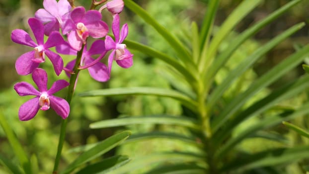 Blurred macro close up, colorful tropical orchid flower in spring garden, tender petals among sunny lush foliage. Abstract natural exotic background with copy space. Floral blossom and leaves pattern.