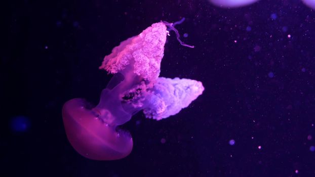 Shiny vibrant fluorescent jellyfish glow underwater, dark neon dynamic pulsating ultraviolet blurred background. Fantasy hypnotic mystic pcychedelic dance. Vivid phosphorescent cosmic medusa dancing.
