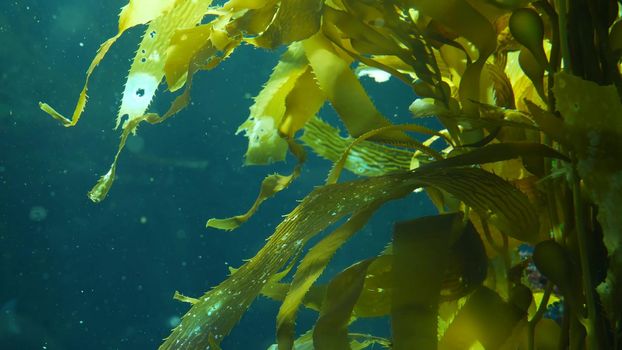 Light rays filter through a Giant Kelp forest. Macrocystis pyrifera. Diving, Aquarium and Marine concept. Underwater close up of swaying Seaweed leaves. Sunlight pierces vibrant exotic Ocean plants.