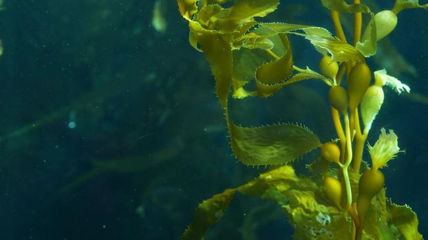 Light rays filter through a Giant Kelp forest. Macrocystis pyrifera. Diving, Aquarium and Marine concept. Underwater close up of swaying Seaweed leaves. Sunlight pierces vibrant exotic Ocean plants.