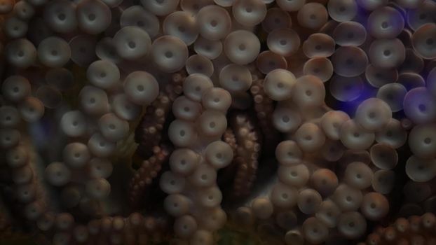 Weird octopus with suckers on arms. Giant squid tentacles macro close up. Large scary hypnotic kraken with eight limbs. Multitask symbol and colossal mollusc monster from legend. Mesmerising sprut.