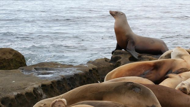 Sea lion on the rock in La Jolla. Wild eared seal resting near pacific ocean on stone. Funny wildlife animal lazing on the beach. Protected marine mammal in natural habitat, San Diego, California USA.