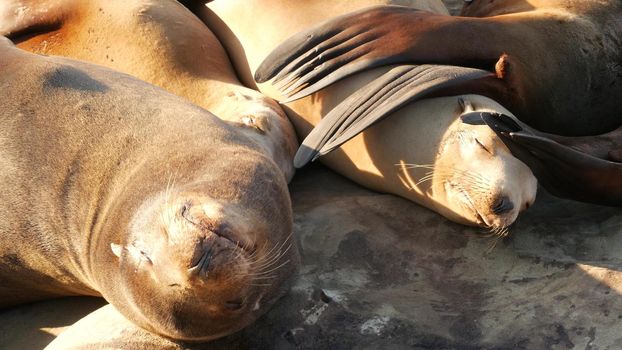 Sea lions on the rock in La Jolla. Wild eared seals resting near pacific ocean on stones. Funny lazy wildlife animal sleeping. Protected marine mammal in natural habitat, San Diego, California, USA.