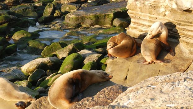 Sea lions on the rock in La Jolla. Wild eared seals resting near pacific ocean on stones. Funny lazy wildlife animal sleeping. Protected marine mammal in natural habitat, San Diego, California, USA.