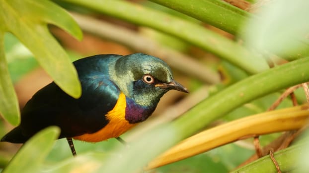 Golden-breasted royal starling in tropical rainforest. Exotic african wild bird in green lush foliage. Colorful plumage, iridescent multi colored feathers. Tree canopy in jungle paradise forest.