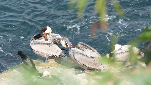 Brown pelicans with throat pouch and double-crested cormorants after fishing, rock in La Jolla Cove. Sea bird with large beak on cliff over pacific ocean in natural habitat, San Diego, California USA.