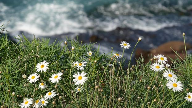 Simple white oxeye daisies in green grass over pacific ocean splashing waves. Wildflowers on the steep cliff. Tender marguerites in bloom near waters edge in La Jolla Cove San Diego, California USA.