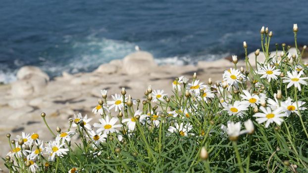 Simple white oxeye daisies in green grass over pacific ocean splashing waves. Wildflowers on the steep cliff. Tender marguerites in bloom near waters edge in La Jolla Cove San Diego, California USA.