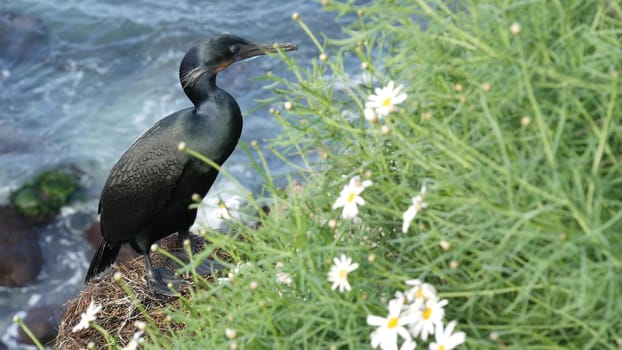 Double-crested cormorant after fishing in greenery. Sea bird with hooked bill and blue eye on cliff near pacific ocean splashing waves in natural habitat, La Jolla Cove, San Diego, California USA.