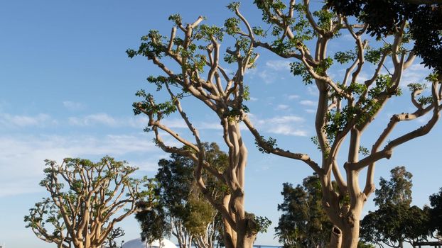 Large weird coral trees in Embarcadero Marina park near USS Midway and Convention Center, Seaport Village, San Diego, California USA. Big unusual strange tree near Unconditional Surrender Statue.