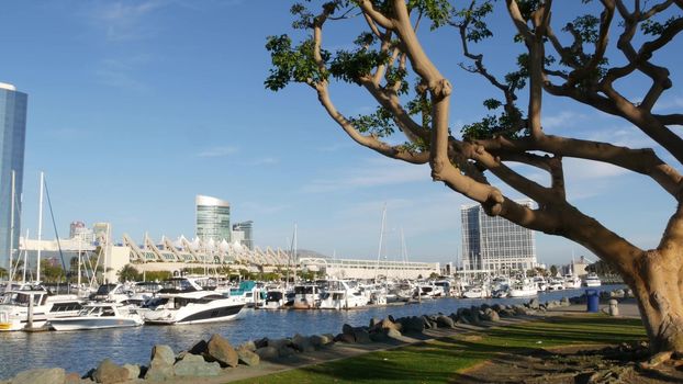 Embarcadero marina park, big coral trees near USS Midway and Convention Center, Seaport Village, San Diego, California USA. Luxury yachts and hotels, metropolis urban skyline and highrise skyscrapers.