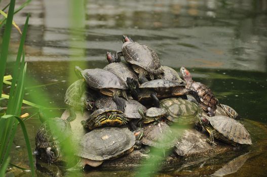 Group of turtles climbing each other while gathering on rock in water of pond. Group of turtles on rock in water