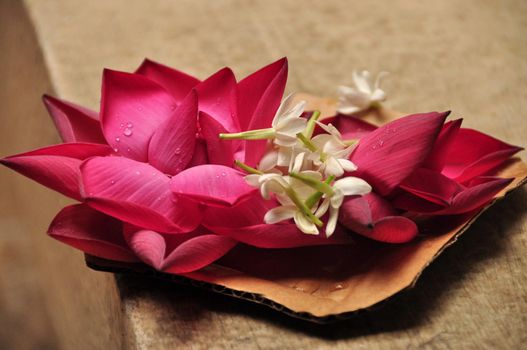 Closeup of arranged beautiful pink petals with small white flowers in water drops. Sensual delicate petals of flowers