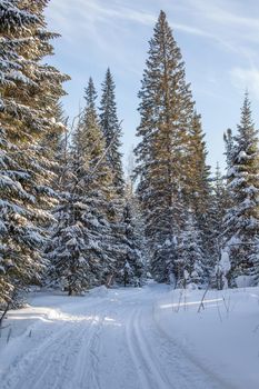 A walk through the winter forest. Snow trees and a cross-country ski trail. Beautiful and unusual roads and forest trails. Beautiful winter landscape.