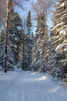 A walk through the winter forest. Snow trees and a cross-country ski trail. Beautiful and unusual roads and forest trails. Beautiful winter landscape.