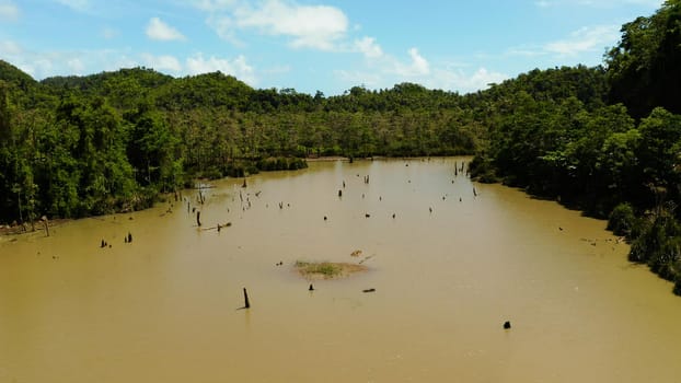 Pond and swamp in the tropical jungle among green vegetation. Siargao, Philippines.