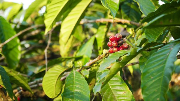 coffee beans ripening on branch coffee tree. coffee farm and plantation on indonesia. red coffee berries