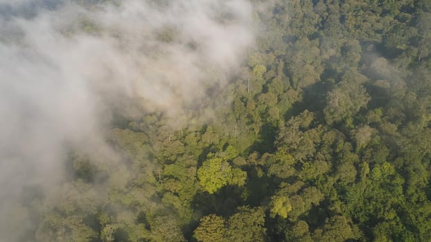 aerial view tropical forest covered clouds with lush vegetation and mountains, java island. tropical landscape, rainforest in mountainous area Indonesia. green, lush vegetation.