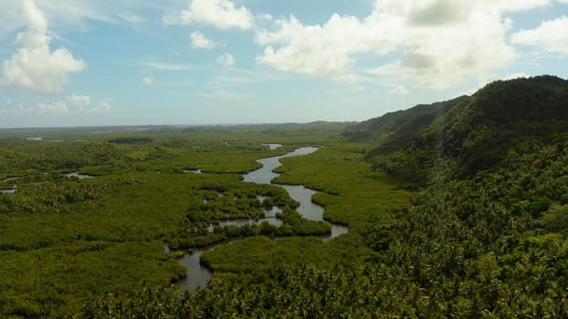Aerial view green ecology mangrove nature tropical rainforest to the bay of sea. Mangrove landscape. Siargao,Philippines.