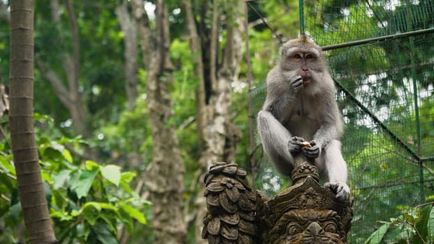 Monkey macaque in the rain forest. Monkeys in the natural environment. Bali, Indonesia. Long-tailed macaques, Macaca fascicularis