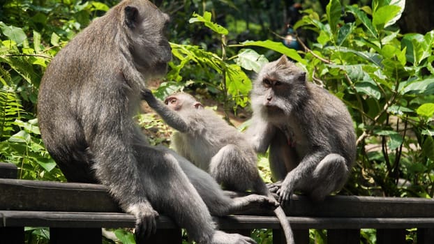 Monkey macaque in the rain forest. Monkeys in the natural environment. Bali, Indonesia. Long-tailed macaques, Macaca fascicularis