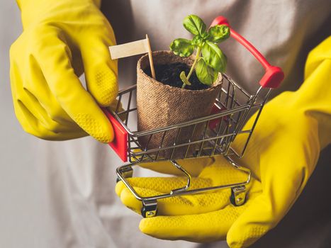 Man in yellow rubber gloves holds shopping cart with basil seedling and sign. Spring sale in mall and flower shops. Season of growing seedlings and planting plants in the ground.