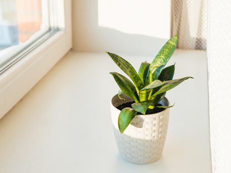 Flower pot with Sansevieria. Indoors plant on windowsill. Peaceful botanical hobby. Gardening at home.