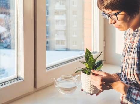 Woman takes care of succulent plants in flower pots on window sill. Sansevieria, Crassula. Peaceful botanical hobby. Gardening at home. Winter sunset.