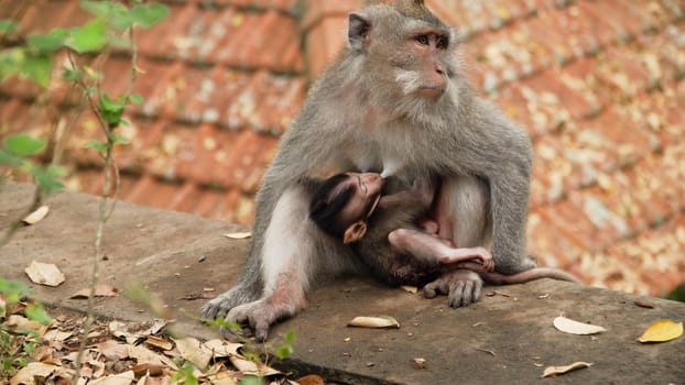monkey mother breastfeeds baby. Monkey macaque in the rain forest. Monkeys in the natural environment. Bali, Indonesia. Long tailed macaques, Macaca fascicularis