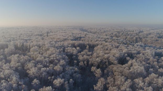 aerial view winter landscape forest covered snow, frost. Frozen branches with hoarfrost in winter forest on sunny day