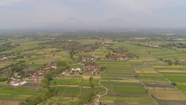 agricultural landscape in asia with rice fields, farmers village agricultural land with sown green in countryside. farmland with agricultural crops in rural areas Java Indonesia. Land with grown plants of paddy
