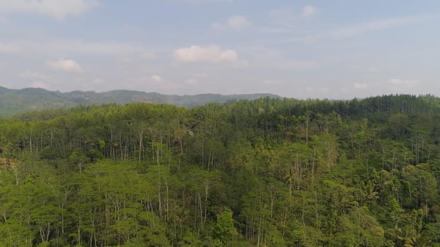 tropical forest in Indonesia. aerial view rainforest with tall green trees, lush vegetation on mountain slopes.