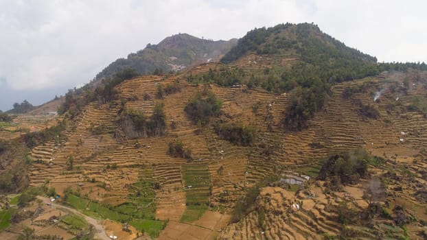 agricultural land in mountains fields with crops, trees. Aerial view farmlands on mountainside Java, Indonesia. tropical landscape
