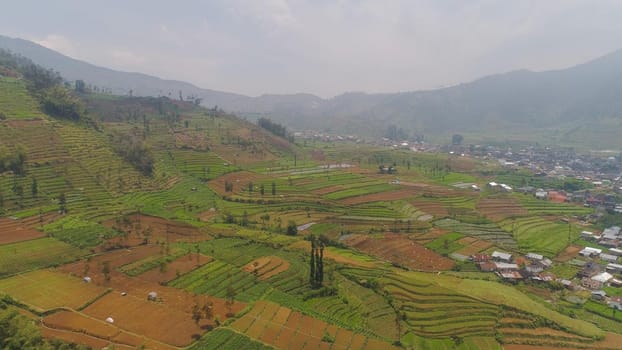agricultural land in mountains fields with crops, trees. Aerial view farmlands on mountainside Java, Indonesia. tropical landscape