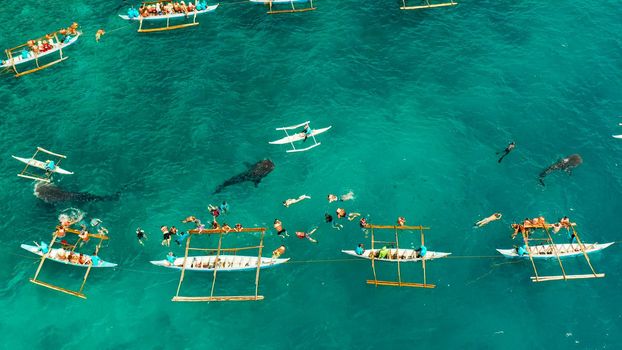 Aerial view of tourists snorkeling and watch whale sharks in turquoise water. Summer and travel vacation concept. Oslob, Philippines, Cebu Island.
