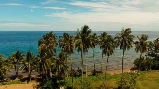 Rice field with yellowish green grass, on the background of blue sea, sky, cloud. Landscape with rice field and palm trees by the sea.