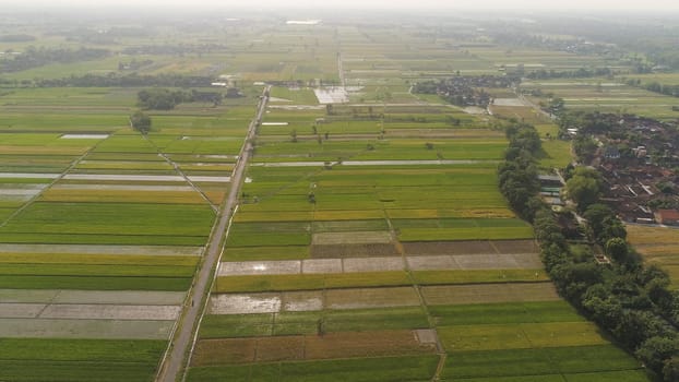 aerial view rice fields, agricultural land with sown green in countryside. farmland with agricultural crops in rural areas Java Indonesia. Land with grown plants of paddy