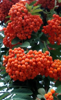 Ripening bright orange rowan berries, collected in bunches, hang on a tree.