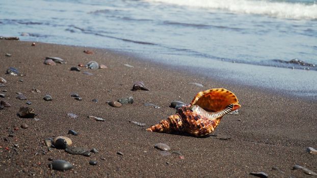 sea shell on sandy beach against sea surf. shell horn on coast seascape