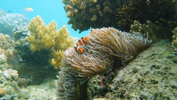 A Clown Anemonefish sheltering among the tentacles of its sea anemone. Underwater world with corals and tropical fishes