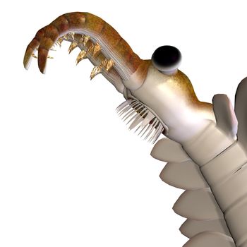 Anomalocaris was a carnivorous fish that lived in the oceans of the Cambrian Period and fossils can be found in the Burgess shale of Canada.