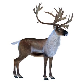 The Caribou deer also called a reindeer lives in the northern regions of Europe, Siberia and North America.