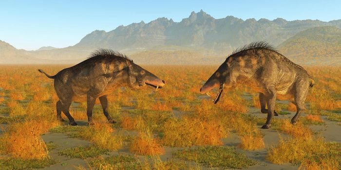 Two omnivorous Entelodon pigs face each other in a territorial fight during Europe's prehistoric Eocene Period.