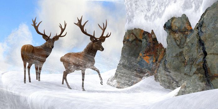 Two Red deer stags brave ferocious blizzard winds to wind their way through a narrow mountain pass. 